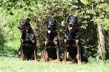 BEAUCERON 899